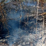 incendiu vegetatie merisani (2)