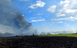 incendiu vegetatie merisani (3)