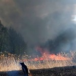 incendiu vegetatie merisani (4)