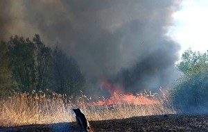 incendiu vegetatie merisani (4)