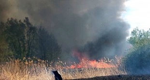 incendiu vegetatie merisani (4)