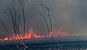 incendiu vegetatie merisani (5)