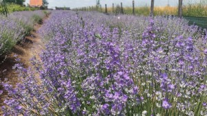 505753588_1032881768961880_3439118582514712732_n