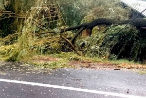 Copac-căzut-pe-carosabil