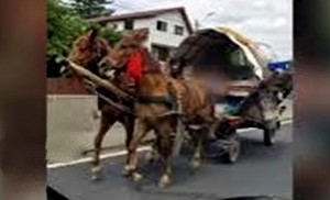 Căruțaș sancționat