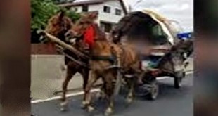 Căruțaș sancționat