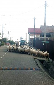 c0431b16-7774-4580-aed3-b7803a275978