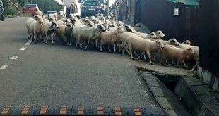 c0431b16-7774-4580-aed3-b7803a275978