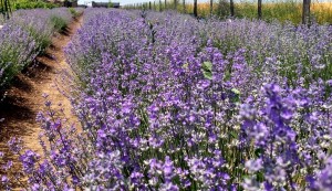 e2ab56fe-eab6-44ae-b1b3-add34a49fc40