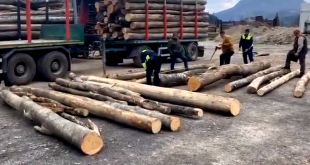 ilegal-de-material-lemnos-51