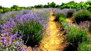 lavanda - raca (3)