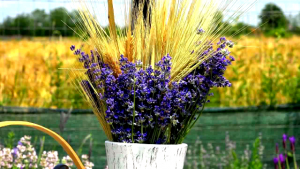 lavanda - raca (5)