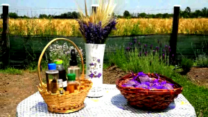 lavanda - raca (6)