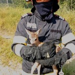 ,,ziua animalelor” (3)