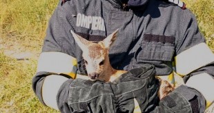 ,,ziua animalelor” (3)