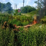 ,,ziua animalelor” (4)