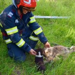 ,,ziua animalelor” (5)