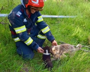 ,,ziua animalelor” (5)