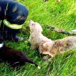 ,,ziua animalelor” (6)