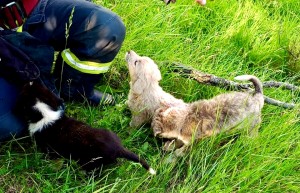 ,,ziua animalelor” (6)