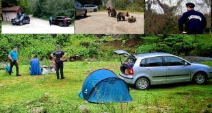 Bărbat-amendat-pentru-că-hrănea-urșii