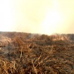 Incendii de vegetație uscată și mărăciniș (2)