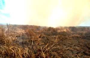 Incendii de vegetație uscată și mărăciniș (2)