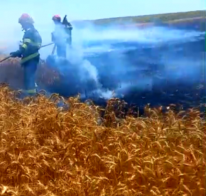 Incendiu lan de grâu - Sudeni Arges (2)