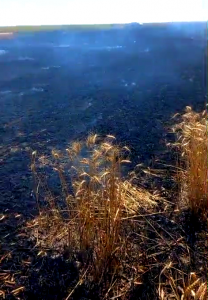 Incendiu lan de grâu - Sudeni Arges (3)