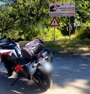 Motociclist atacat de urs (Transfăgărășan)