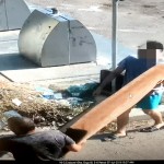 Poliția Locală Pitești (4)