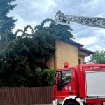 cod portocaliu de vijelie (1)