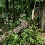 cod portocaliu de vijelie (1)