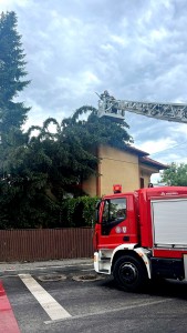 cod portocaliu de vijelie (1)