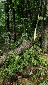 cod portocaliu de vijelie (1)