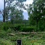 cod portocaliu de vijelie (2)