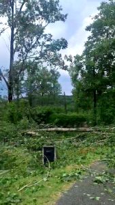 cod portocaliu de vijelie (2)