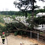 cod portocaliu de vijelie (3)