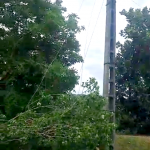 cod portocaliu de vijelie (3)