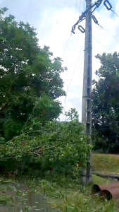 cod portocaliu de vijelie (3)