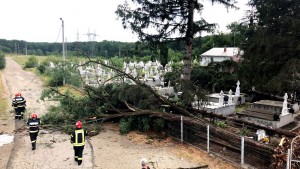 cod portocaliu de vijelie (3)