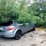 cod portocaliu de vijelie (4)