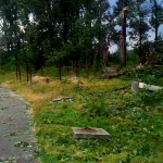 cod portocaliu de vijelie (4)