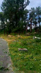 cod portocaliu de vijelie (4)