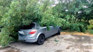 cod portocaliu de vijelie (4)