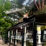 cod portocaliu de vijelie (5)