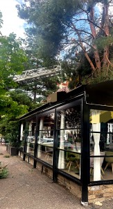 cod portocaliu de vijelie (5)