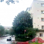 cod portocaliu de vijelie (6)