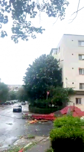 cod portocaliu de vijelie (6)