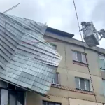 cod portocaliu de vijelie (8)